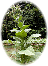 Mapacho Pflanze